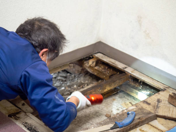 Attic Mold Removal in Casselberry, FL