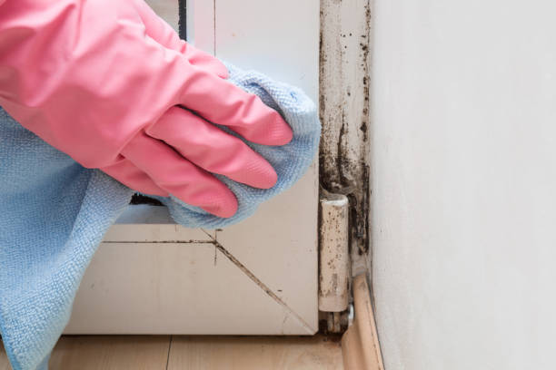 Best Mold Damage Repair  in Casselberry, FL